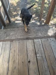 Found/Stray Female Dog last seen in trailer park, Kennewick, WA 99337