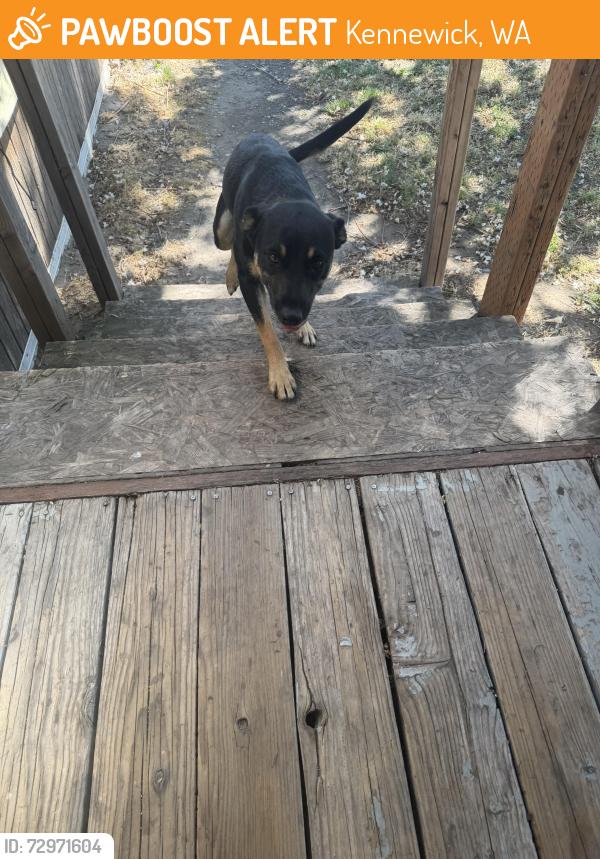 Found/Stray Female Dog last seen in trailer park, Kennewick, WA 99337