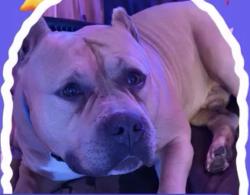 Lost Male Dog last seen Charles street & wharncliffe rd, London, ON N6H 2A8