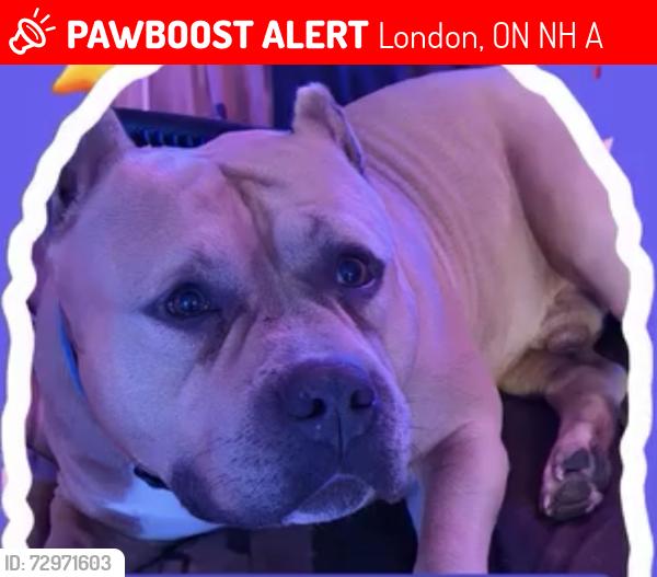 Lost Male Dog last seen Charles street & wharncliffe rd, London, ON N6H 2A8