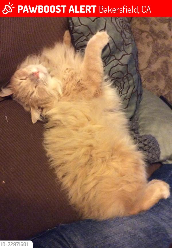 Lost Male Cat last seen Oswell, Bakersfield, CA 93306