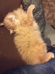 Lost Male Cat last seen Oswell, Bakersfield, CA 93306