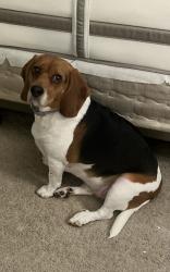 Reunited Female Dog last seen Near Givens Books, Lynchburg, VA 24501