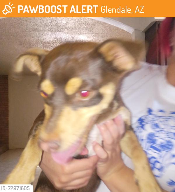 Found/Stray Male Dog last seen 59th avenue and Maryland Glendale Arizona by the family Dollar, Glendale, AZ 85301
