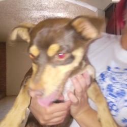 Found/Stray Male Dog last seen 59th avenue and Maryland Glendale Arizona by the family Dollar, Glendale, AZ 85301