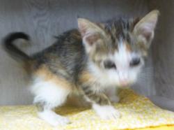 Shelter Stray Female Cat last seen Near Amesbury Drive, LAFAYETTE, LA, 70507, 410 Dugas Rd, Lafayette, LA 70507, USA