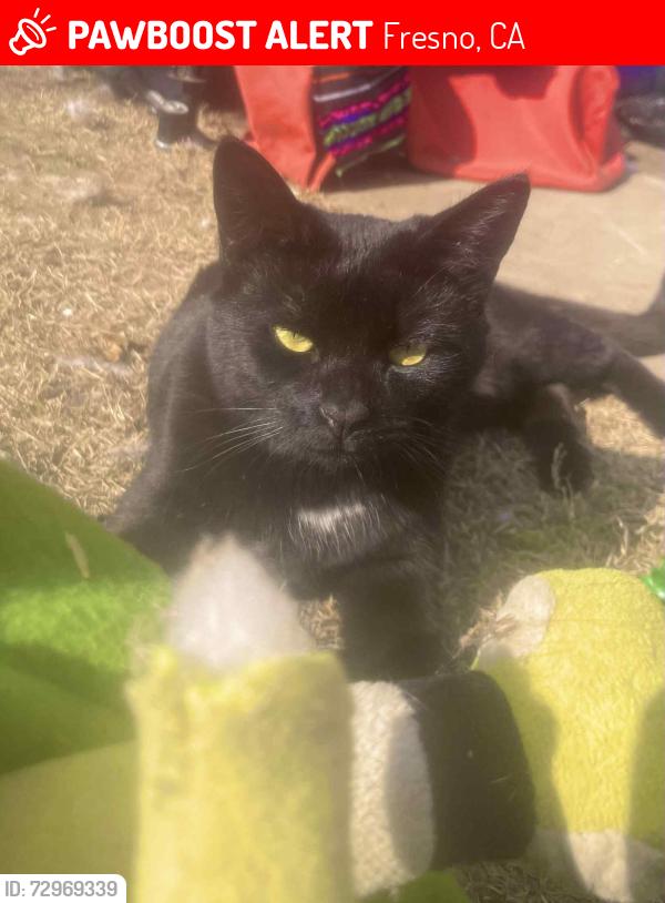 Lost Female Cat last seen Emergancy entrance Community hosp downtown Fresno, Fresno, CA 93721
