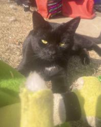 Lost Female Cat last seen Emergancy entrance Community hosp downtown Fresno, Fresno, CA 93721
