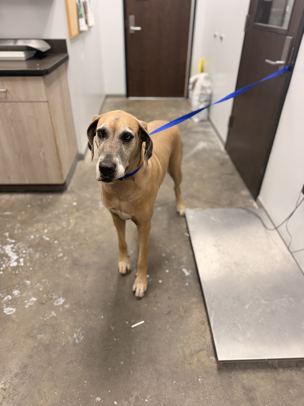 Shelter Stray Female Dog last seen LA, 410 Dugas Rd, Lafayette, LA 70507, USA