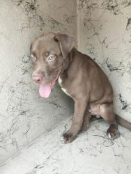 Shelter Stray Male Dog last seen Near W Pinhook Road, LAFAYETTE, LA, 70508, Lafayette, LA 70507