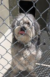 Shelter Stray Male Dog last seen Portola Avenue, LIVERMORE, CA, 94551, Oakland, CA 94621