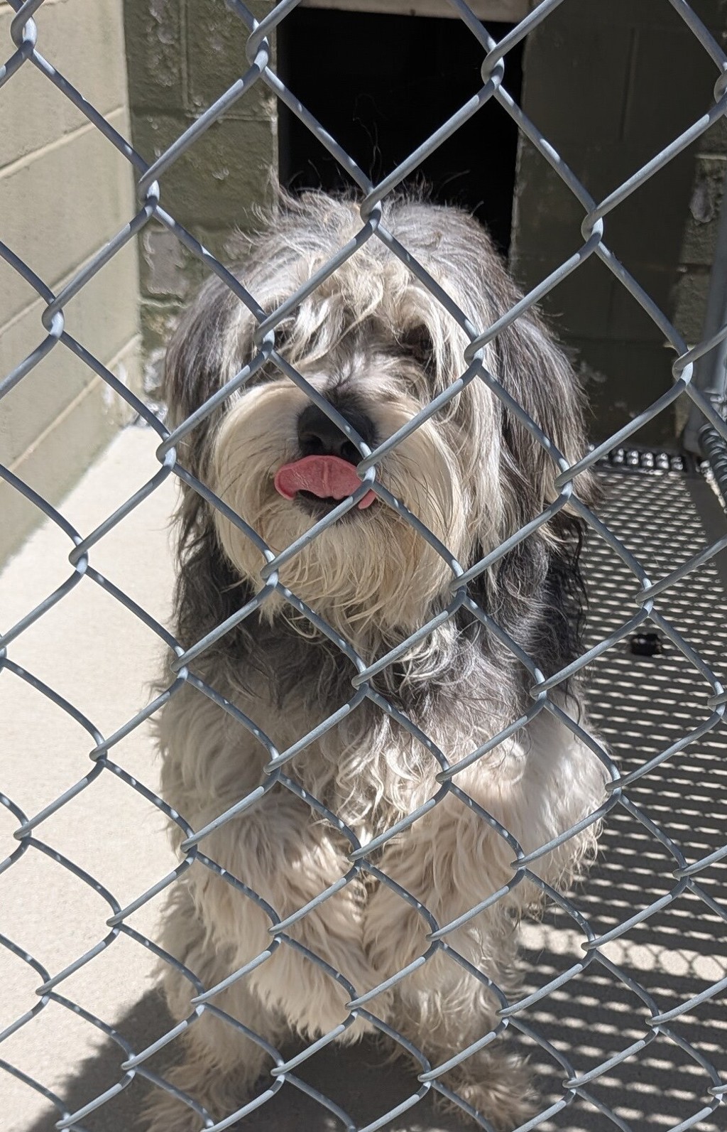 Shelter Stray Male Dog last seen Portola Avenue, LIVERMORE, CA, 94551, Oakland, CA 94621
