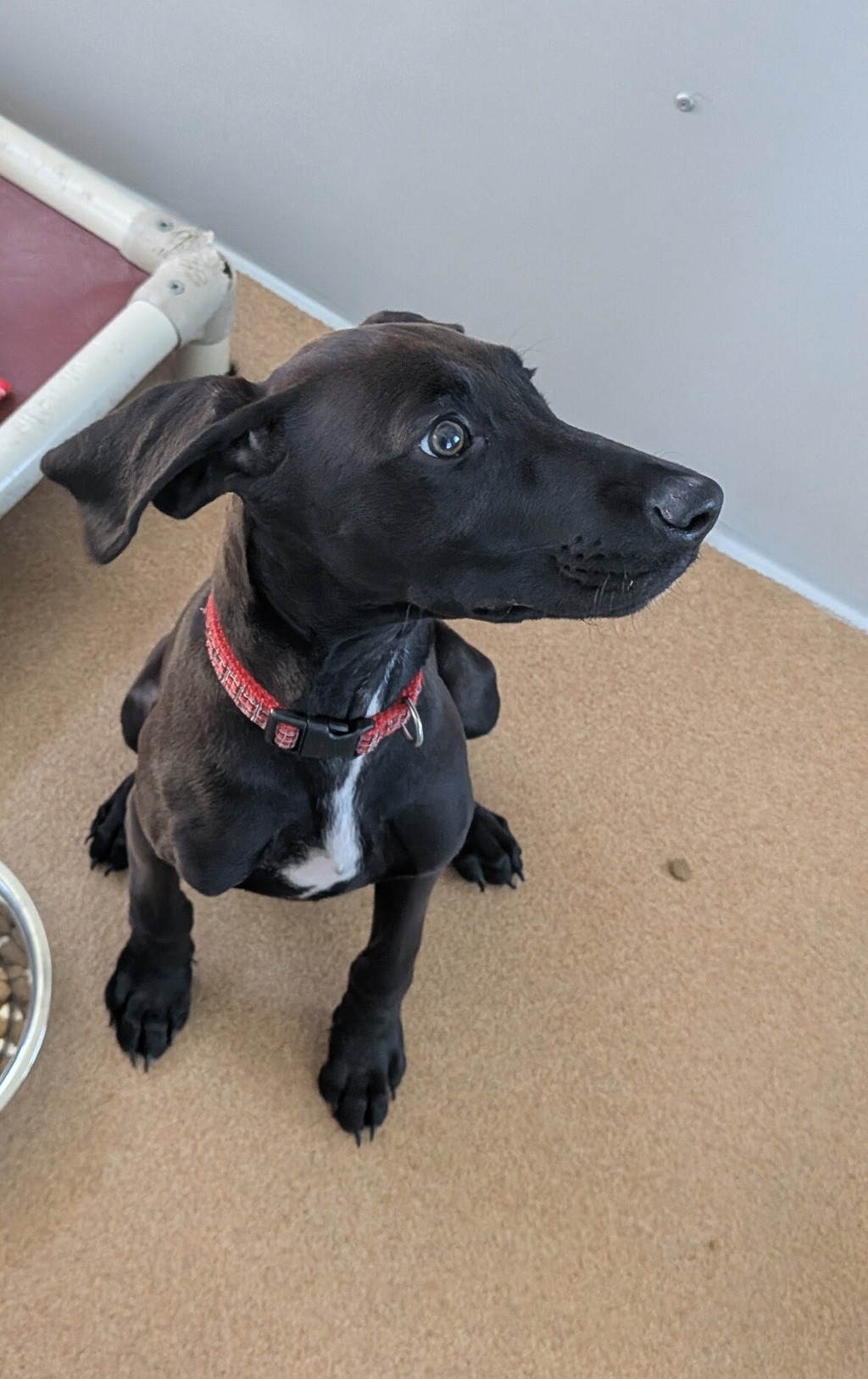 Shelter Stray Male Dog last seen Near S Livermore Avenue, LIVERMORE, CA, 94550, Oakland, CA 94621