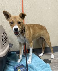 Shelter Stray Female Dog last seen Barnes Street, Oceanside, CA, 92054, Oceanside, CA 92058, USA