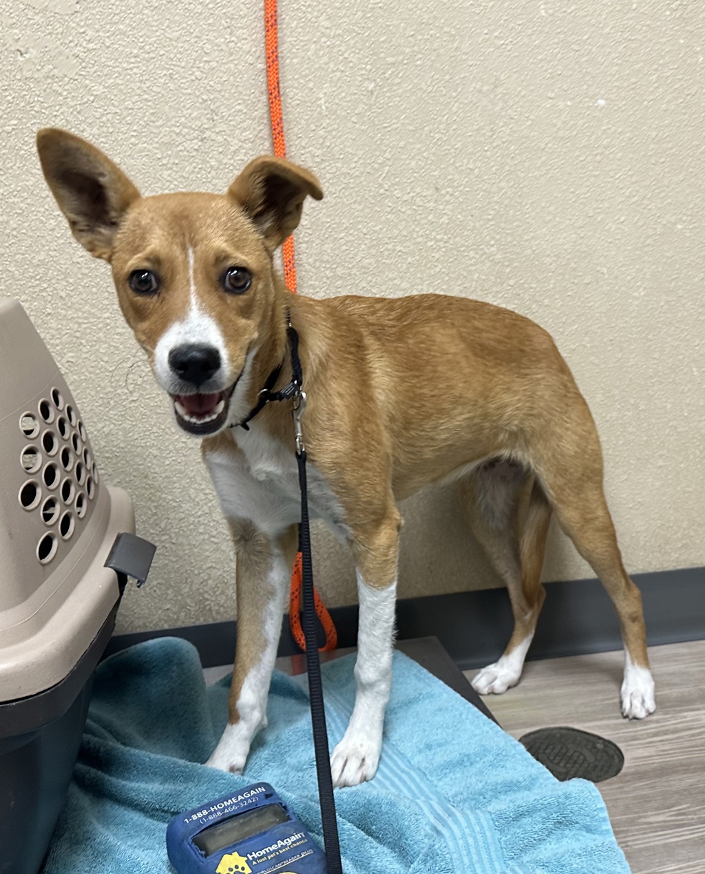 Shelter Stray Female Dog last seen Barnes Street, Oceanside, CA, 92054, Oceanside, CA 92058, USA