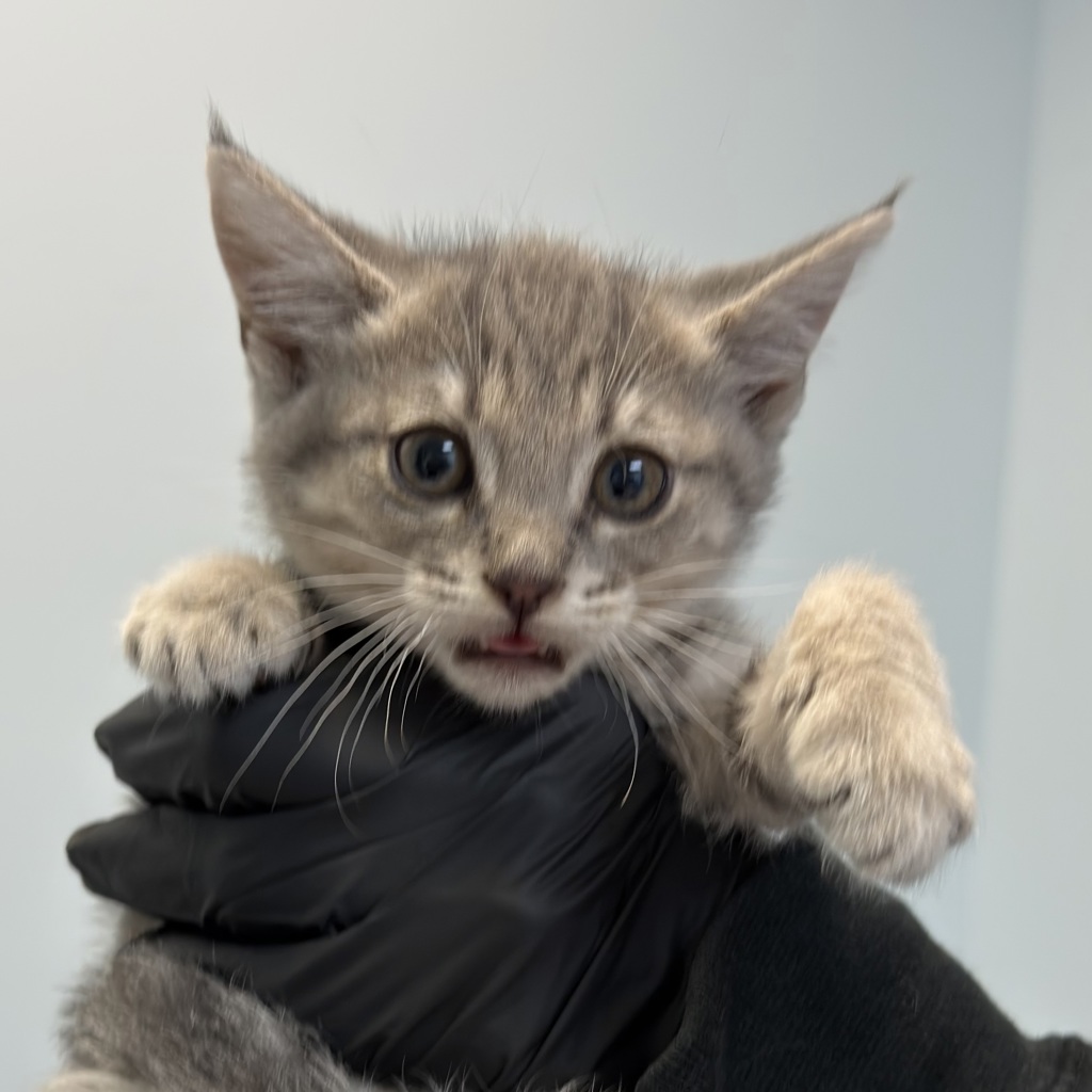 Shelter Stray Female Cat last seen Near Thorn Street, San Diego, CA, 92105, San Diego, CA 92110