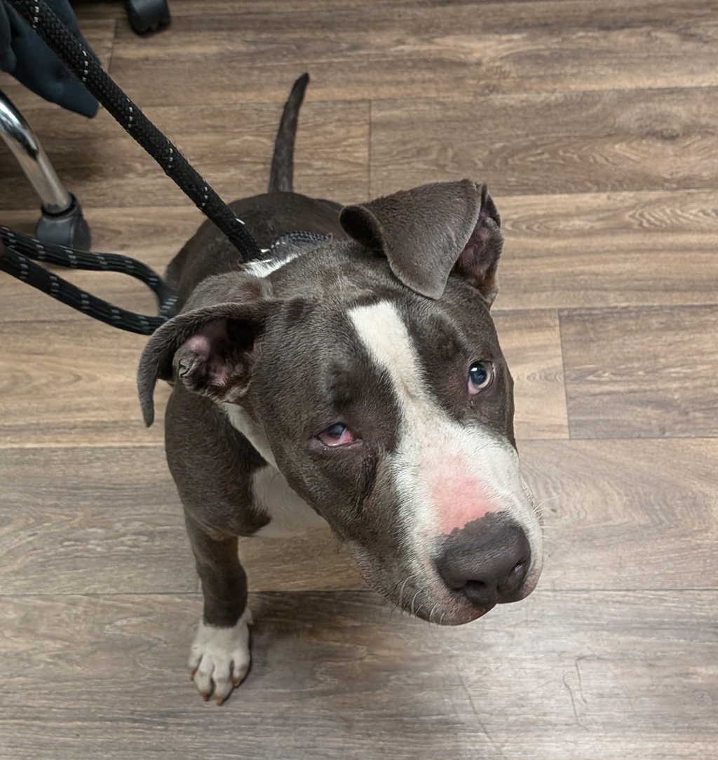 Shelter Stray Female Dog last seen Near Santa Margarita Street, San Diego, CA, 92114, 5500 Gaines St, San Diego, CA 92110, USA