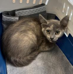 Shelter Stray Female Cat last seen Near Birch Street, San Diego, CA, 92113, San Diego, CA 92110