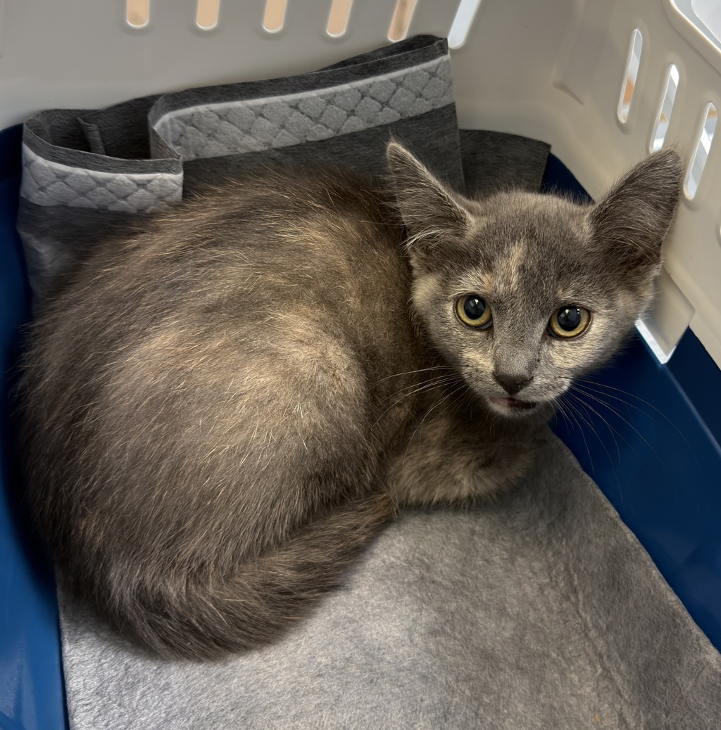 Shelter Stray Female Cat last seen Near Birch Street, San Diego, CA, 92113, San Diego, CA 92110