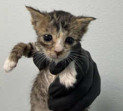 Shelter Stray Male Cat last seen Near Parkwood Drive, San Diego, CA, 92139, San Diego, CA 92110