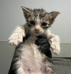 Shelter Stray Male Cat last seen Near Parkwood Drive, San Diego, CA, 92139, San Diego, CA 92110