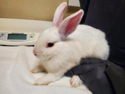 Shelter Stray Male Rabbit last seen Near College Boulevard, Oceanside, CA, 92054, Oceanside, CA 92058, USA