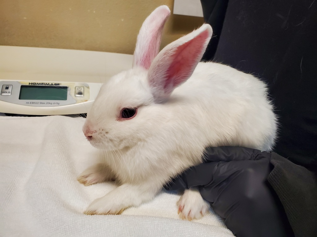 Shelter Stray Male Rabbit last seen Near College Boulevard, Oceanside, CA, 92054, Oceanside, CA 92058, USA