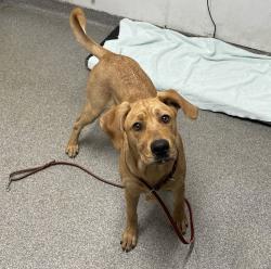 Shelter Stray Male Dog last seen Near E El Norte Parkway, Escondido, CA, 92027, Escondido, CA 92027, USA