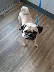 Shelter Stray Male Dog last seen Mission Bay Park, San Diego, CA, 92109, 5500 Gaines St, San Diego, CA 92110, USA