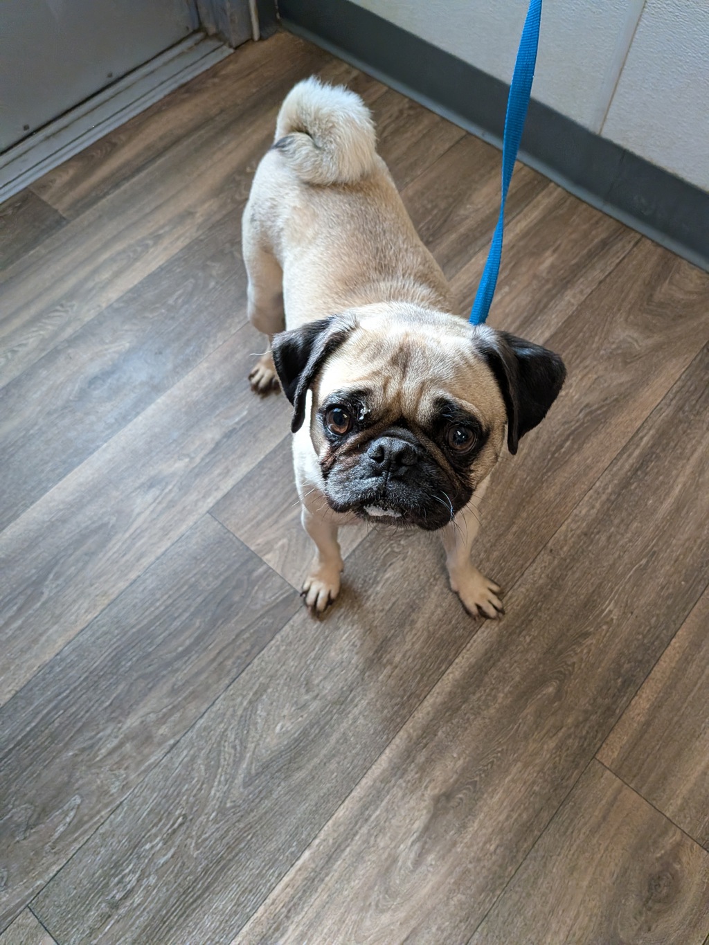Shelter Stray Male Dog last seen Mission Bay Park, San Diego, CA, 92109, 5500 Gaines St, San Diego, CA 92110, USA