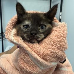 Shelter Stray Female Cat last seen Near W Hall Avenue, San Diego, CA, 92173, San Diego, CA 92110
