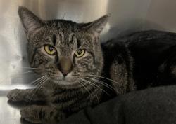 Shelter Stray Male Cat last seen Near Central Parks Way, RALEIGH, NC, 27603, Raleigh, NC 27610