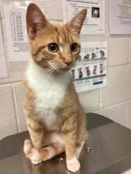 Shelter Stray Female Cat last seen Richardson Drive, RALEIGH, NC, 27603, Raleigh, NC 27610