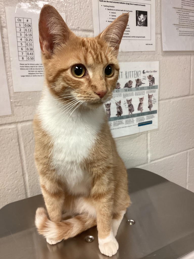Shelter Stray Female Cat last seen Richardson Drive, RALEIGH, NC, 27603, Raleigh, NC 27610