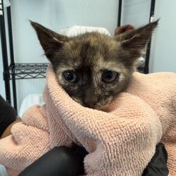 Shelter Stray Female Cat last seen Near W Hall Avenue, San Diego, CA, 92173, San Diego, CA 92110