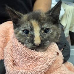 Shelter Stray Female Cat last seen Near W Hall Avenue, San Diego, CA, 92173, San Diego, CA 92110