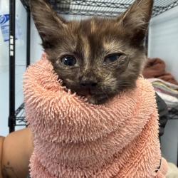 Shelter Stray Female Cat last seen Near W Hall Avenue, San Diego, CA, 92173, San Diego, CA 92110