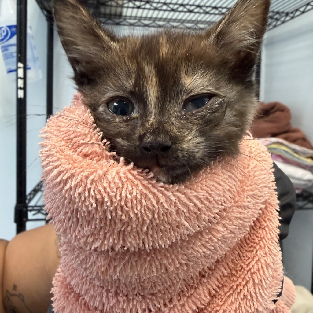 Shelter Stray Female Cat last seen Near W Hall Avenue, San Diego, CA, 92173, San Diego, CA 92110