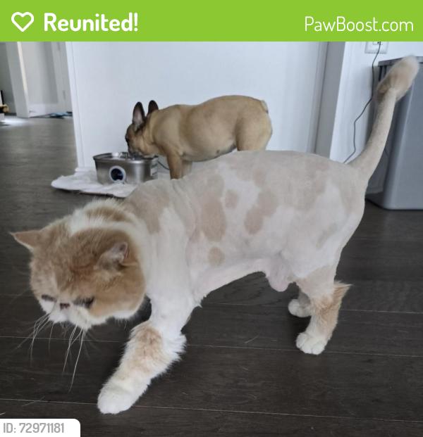 Reunited Male Cat last seen Viewcrest Dr NW, Issaquah, WA, Issaquah, WA 98027
