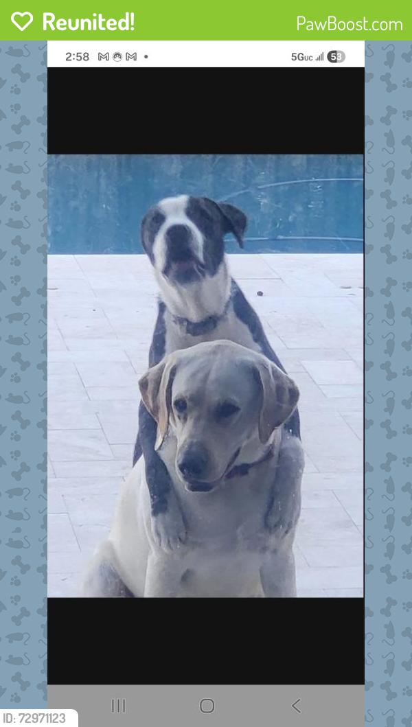 Reunited Female Dog last seen 132nd ct and 233 st, Princeton, FL 33032