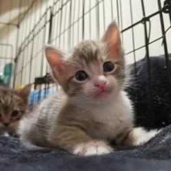 Shelter Stray Male Cat last seen Polk Street, San Diego, CA, 92105, San Diego, CA 92110