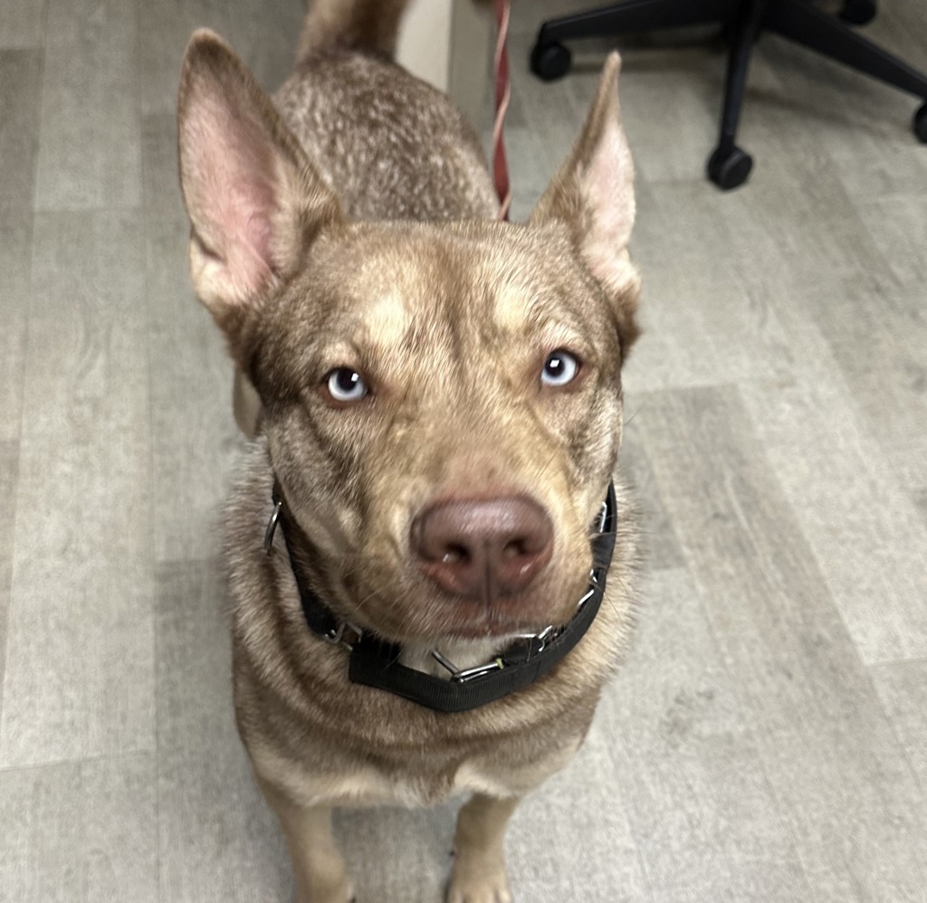 Shelter Stray Male Dog last seen Near 9th Street, San Diego, CA, 92110, 5500 Gaines St, San Diego, CA 92110, USA