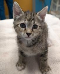 Shelter Stray Female Cat last seen Near Burnet Drive, Escondido, CA, 92027, Escondido, CA 92027