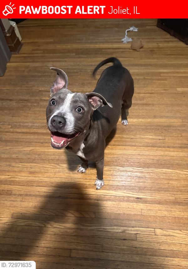 Lost Female Dog last seen Cathedral area, Joliet, IL 60435