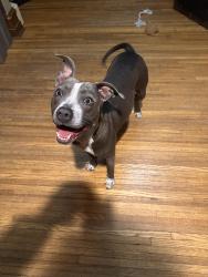 Lost Female Dog last seen Cathedral area, Joliet, IL 60435