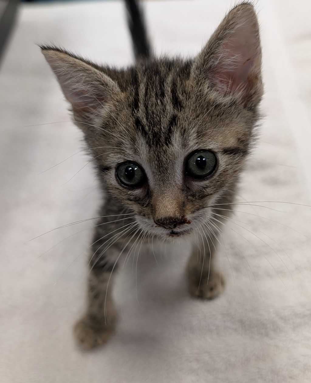 Shelter Stray Female Cat last seen Near Burnet Drive, Escondido, CA, 92027, Escondido, CA 92027