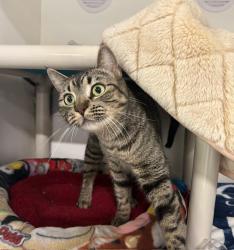 Shelter Stray Female Cat last seen Near College Boulevard, Oceanside, CA, 92057, Oceanside, CA 92058