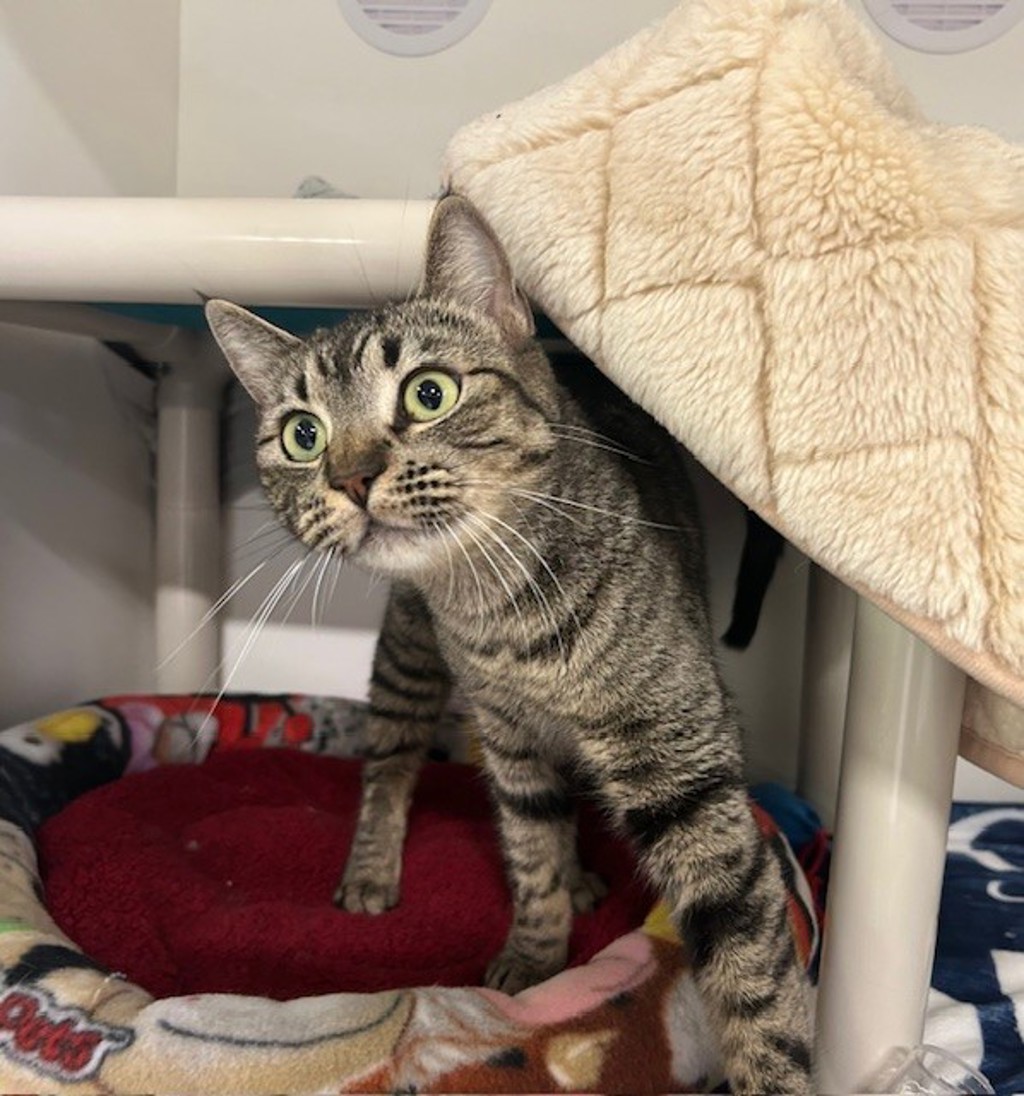 Shelter Stray Female Cat last seen Near College Boulevard, Oceanside, CA, 92057, Oceanside, CA 92058