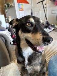 Reunited Male Dog last seen Near w Badura ave, Las Vegas, NV 89113