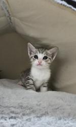 Shelter Stray Female Cat last seen Polk Street, San Diego, CA, 92105, San Diego, CA 92110